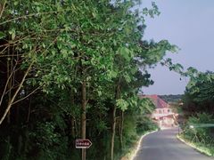 -大塘金香草谷