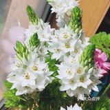 童年的芬芳[糖果]槐花香[调皮]一年只有这几天[双手合十]珍惜好时光