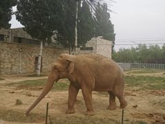 -石家庄市动物园