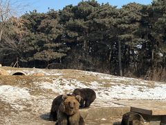 -沈阳森林动物园