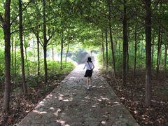 -原山国家森林公园