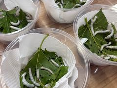 -上海昆虫博物馆