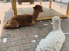 -长白岛森林公园