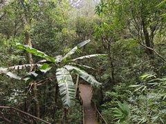 -海南热带雨林国家公园吊罗山景区
