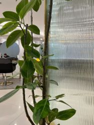 -八佰伴8008星级形象店