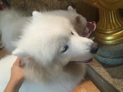 -more than meow吴止猫主题餐厅(承德 中船汇店)