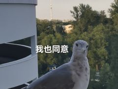-涅瓦河