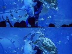 -左海海底世界