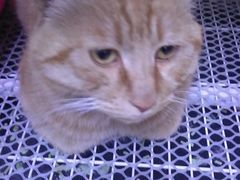 -瑞派福兴宠物医院犬猫全科·骨科·中西医结合(河东店)