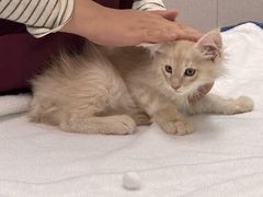 -瑞鹏宠物医院·宠保定点·心脏科·内科(御桥分院)