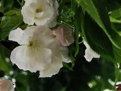 -天适樱花悠乐园