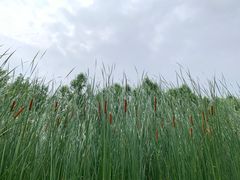 -东平国家森林公园