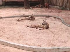 -深圳野生动物园