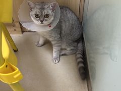 -宠福鑫康馨动物医院·骨科·眼科