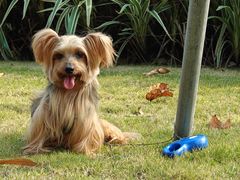 -宠颐生猫科·内科皮肤科(西平世纪城店)