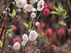 -桃花涧