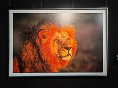 -罗红摄影艺术馆