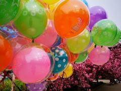 -莱阳濯村樱花园