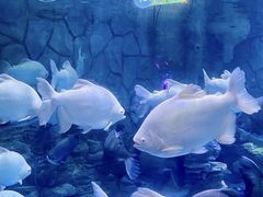 -多彩贵州城极地海洋世界