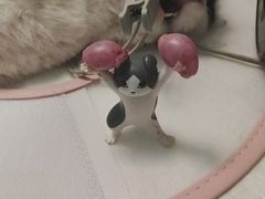 -瑞派宠物医院·犬猫全科·猫友好(宾水西道店)