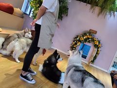 -Husky Go! 哈士奇体验馆·宠物咖啡厅狗咖