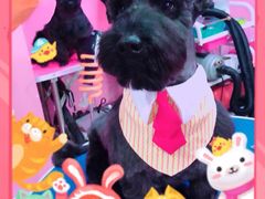 -全心全意连锁动物医院·特色中医诊疗(会城门分院)