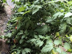 -万源龙顺度假庄园生态观光园