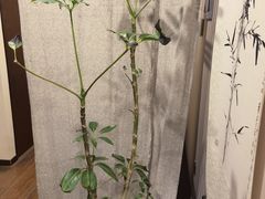 -仰生如卉推拿养生馆(酒仙桥店)