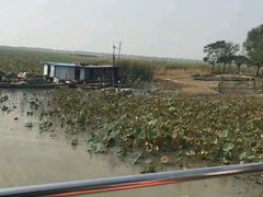 -微山湖红荷湿地景区