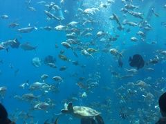 -瑞德姆美人鱼海底演艺主题餐厅(亚龙湾店)