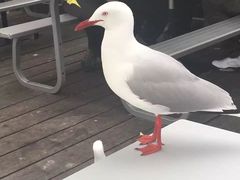 -悉尼歌剧院