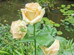 -大妙火锅·非物质文化遗产(东湖公园店)