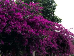 -周老三跷脚牛肉·全牛火锅(非遗传承店)