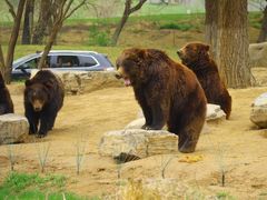 -北京野生动物园