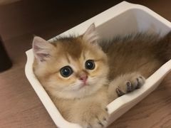 -momokira米努特·德文卷毛猫·棉花面纱犬