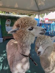 -萌宠亲子动物乐园(槐房万达店)