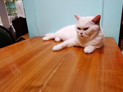 -猫小院猫主题餐厅(三里屯店)