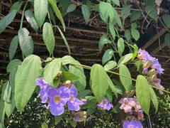-广西壮族自治区药用植物园