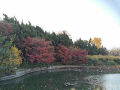-嘉定紫藤园