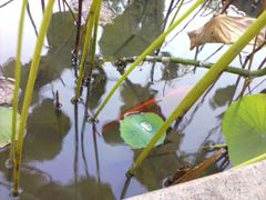 android_upload_pic-小北岩