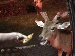 -清迈夜间动物园