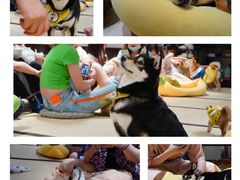 -逗柴咖啡屋·狗咖猫咖宠物桌游