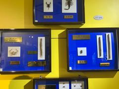 -上海昆虫博物馆