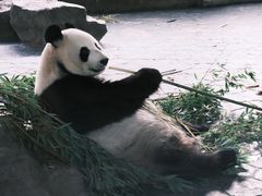 -上海野生动物园