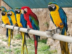 -西霞口神雕山野生动物世界