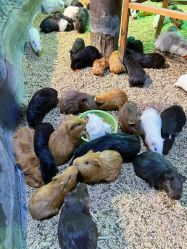 -酷嗒动物文化乐园(cutezoo西溪乐天城店)