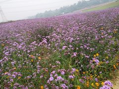 -紫颐香薰山谷景区
