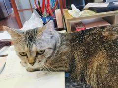 -德元·美联众合24小时动物医院(总院)
