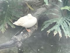 -广州长隆飞鸟乐园