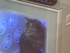 -佐罗家宠物馆·猫文化馆(紫霞路店)